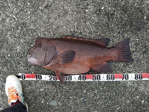 コブダイの釣果