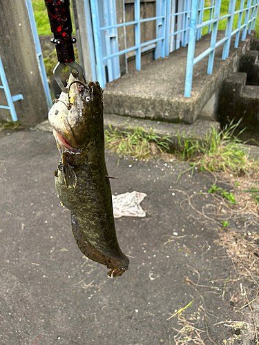 ナマズの釣果