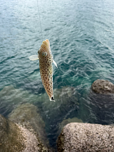 キスの釣果