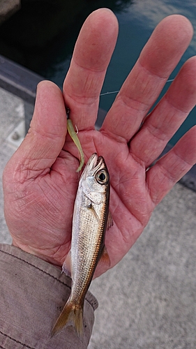 ムツの釣果