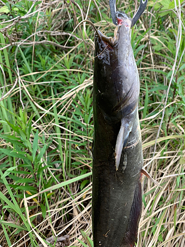 ナマズの釣果