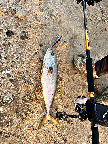 メジロの釣果