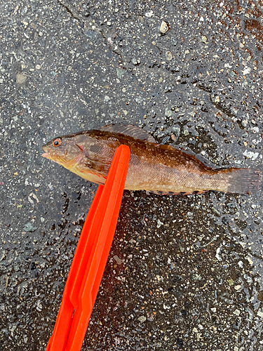 アイナメの釣果