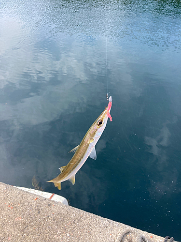 カマスの釣果