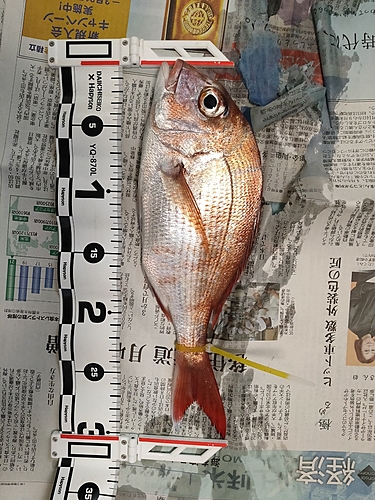 マダイの釣果