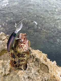 カンモンハタの釣果