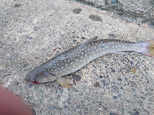 アメマスの釣果