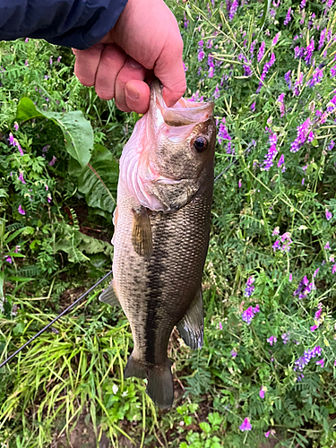 ラージマウスバスの釣果