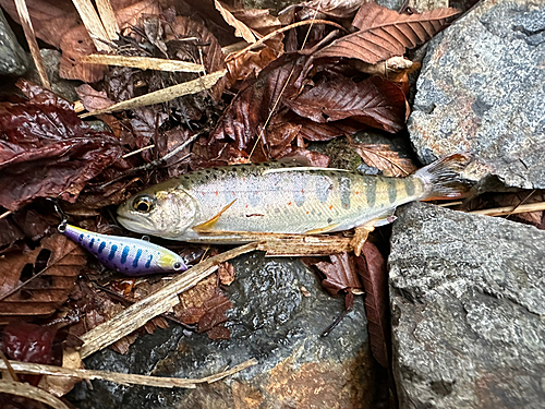 アマゴの釣果