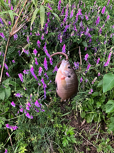 ブルーギルの釣果