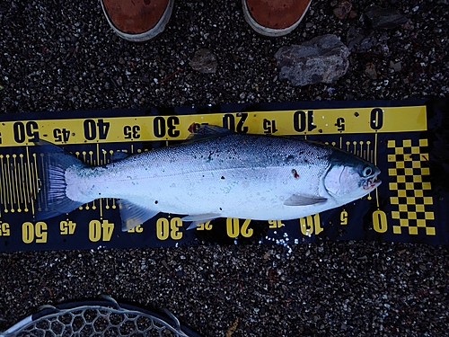 ニジマスの釣果