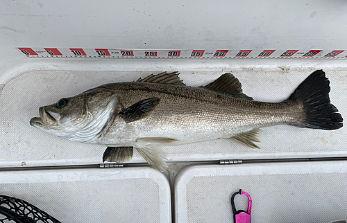 マルスズキの釣果