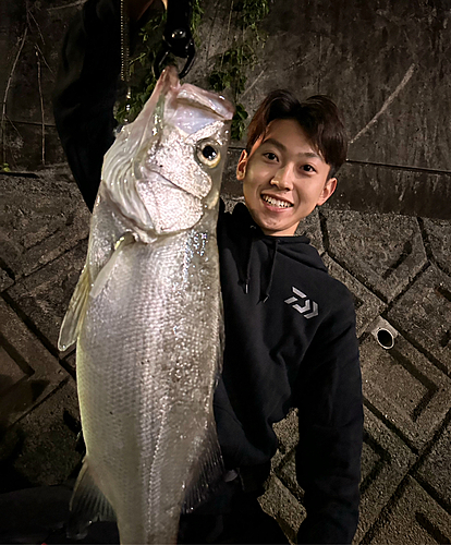 ヒラスズキの釣果