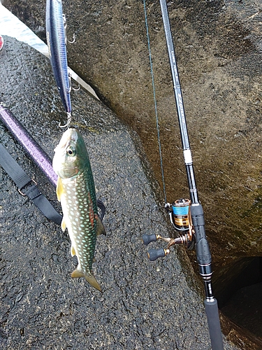 アメマスの釣果