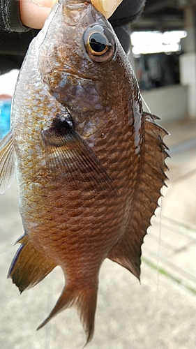 スズメダイの釣果