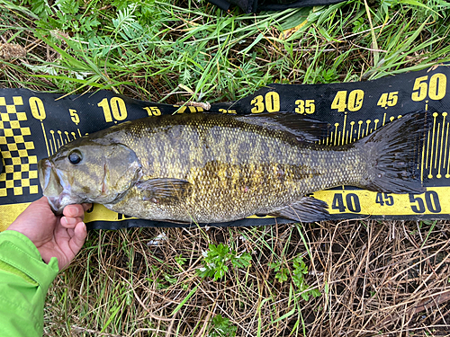 スモールマウスバスの釣果