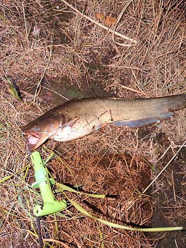 ナマズの釣果