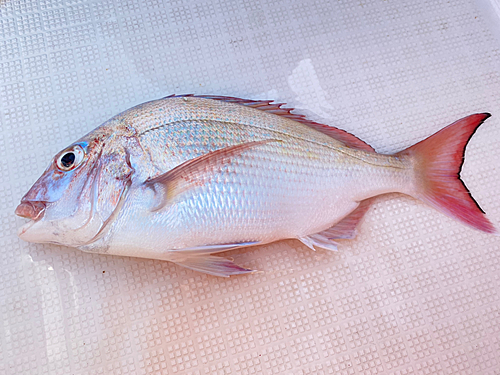 マダイの釣果