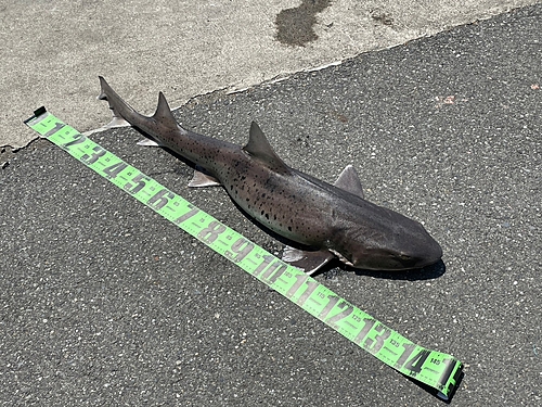 ドチザメの釣果