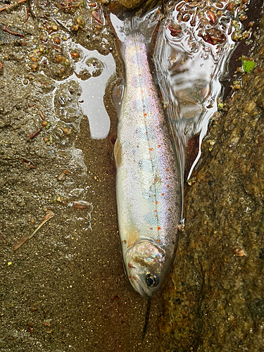 アマゴの釣果