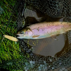 ニジマスの釣果