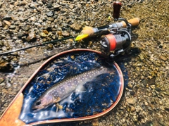 イワナの釣果