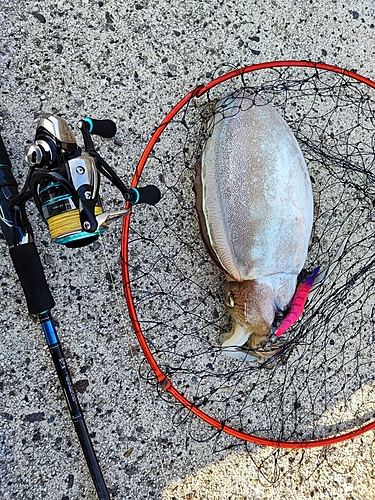 モンゴウイカの釣果