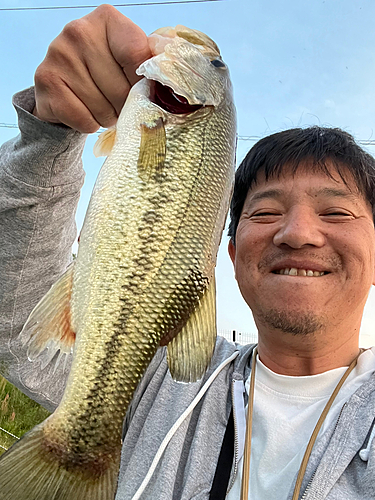 ラージマウスバスの釣果