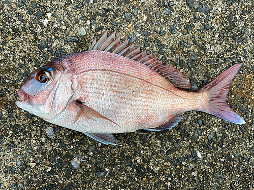 マダイの釣果