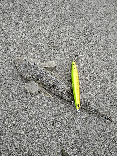 マゴチの釣果