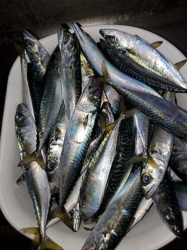 マサバの釣果