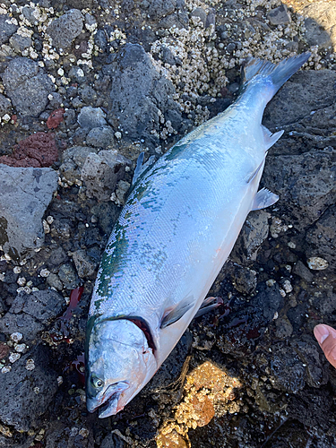 サクラマスの釣果