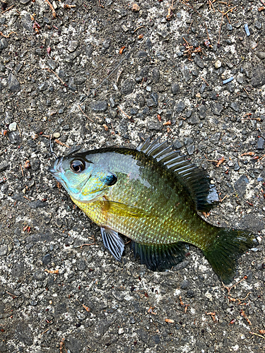 ブルーギルの釣果