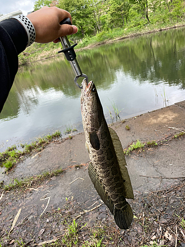 ライギョの釣果