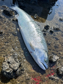 サクラマスの釣果