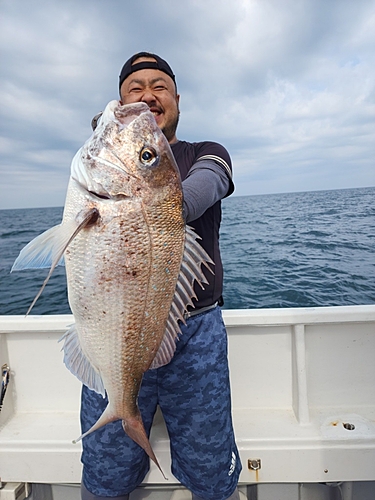 マダイの釣果