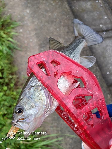 ラージマウスバスの釣果