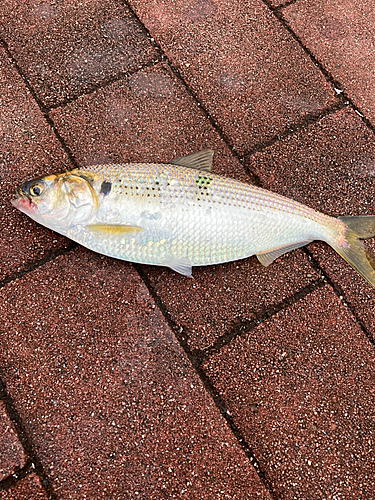 コノシロの釣果