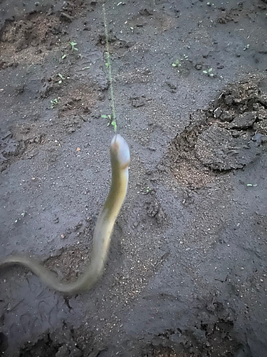 ウナギの釣果