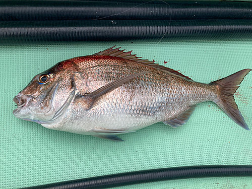 タイの釣果