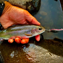 ニジマスの釣果