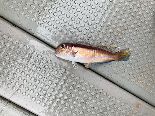 アマダイの釣果