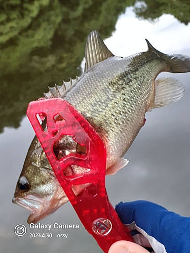 ラージマウスバスの釣果