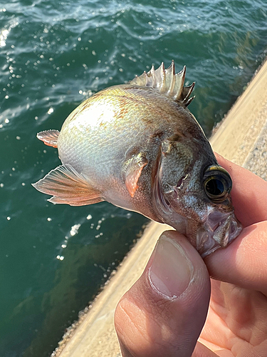 メバルの釣果