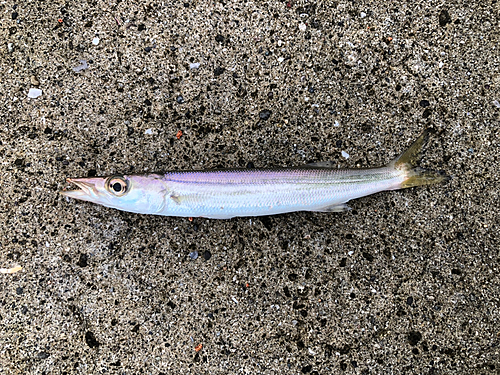 カマスの釣果