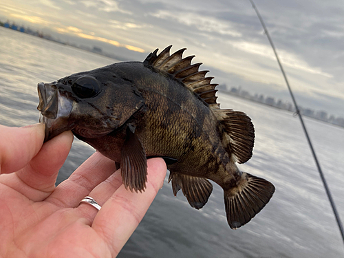 メバルの釣果