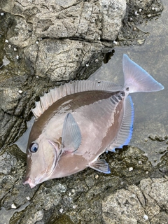 サンノジの釣果