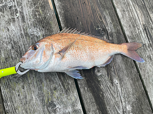 マダイの釣果