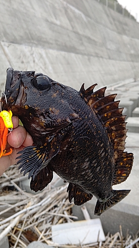 オウゴンムラソイの釣果