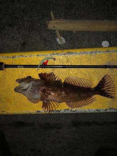 アナハゼの釣果